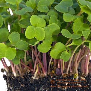 Gói 20g Hạt Giống Rau Mầm Củ Cải đỏ _ Thế Giới Rau Mầm