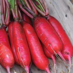 GÓI 20GR HẠT GIỐNG CỦ CẢI ĐỎ DÀI NO 1