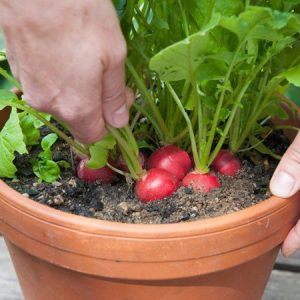 GÓI 20GR HẠT GIỐNG CỦ CẢI ĐỎ DÀI NO 1