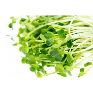 Gói 1Kg Hạt Giống Rau Mầm Củ Cải Trắng New Zealand