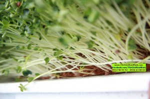 Gói 20g Hạt Giống Rau Mầm Củ Cải Trắng New Zealand _ Thế Giới Rau Mầm