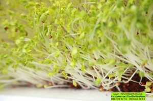 Gói 1Kg Hạt Giống Rau Mầm Củ Cải Trắng New Zealand