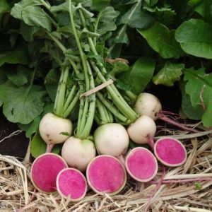 Gói 20 hạt giống củ cải vỏ xanh ruột đỏ Raphanus Sativus