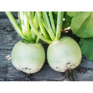 Gói 20 hạt giống củ cải vỏ xanh ruột đỏ Raphanus Sativus