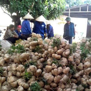 Gói 5g hạt giống củ đậu - củ sắn lai F1