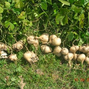 Gói 5g hạt giống củ đậu - củ sắn lai F1