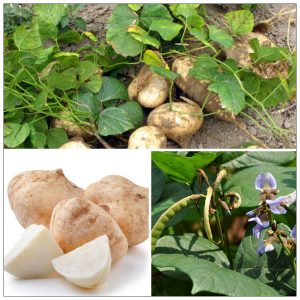 Gói 5g hạt giống củ đậu - củ sắn lai F1