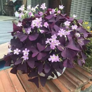 Combo 3 Củ giống hoa bướm đêm Cây cực dễ trồng ít chăm sóc, ra hoa quanh năm