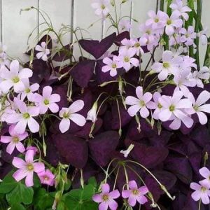 Combo 3 Củ giống hoa bướm đêm Cây cực dễ trồng ít chăm sóc, ra hoa quanh năm