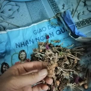 Combo 3 Củ giống hoa bướm đêm Cây cực dễ trồng ít chăm sóc, ra hoa quanh năm