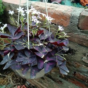 Combo 3 Củ giống hoa bướm đêm Cây cực dễ trồng ít chăm sóc, ra hoa quanh năm