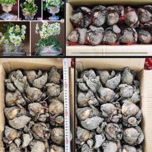 Củ hoa thủy tiên cho hoa Tết Nguyên Đán 2021