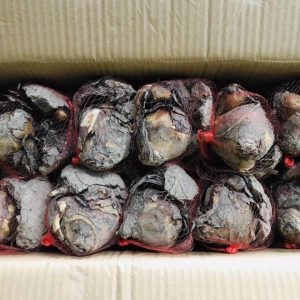 Củ hoa thủy tiên cho hoa Tết Nguyên Đán 2021