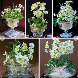 Combo 3 củ hoa thủy tiên cho hoa Tết Nguyên Đán 2021