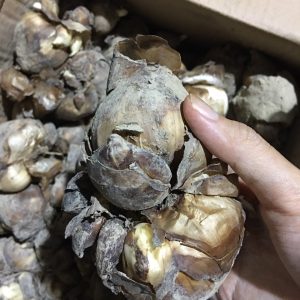 Combo 3 củ hoa thủy tiên cho hoa Tết Nguyên Đán 2021