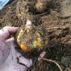 Củ giống hoa Ly cao vàng chanh giống chuẩn Hà Lan màu vàng Pavia size 16/18 cho ra 5-7 hoa sau 75-80 ngày