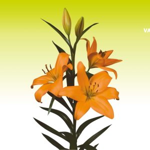 Củ giống hoa Ly cao giống chuẩn Hà Lan màu cam Eremo cho ra 5-7 hoa sau 72-77 ngày