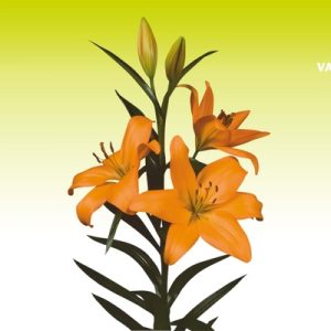 Củ giống hoa Ly cao giống chuẩn Hà Lan màu cam Eremo cho ra 5-7 hoa sau 72-77 ngày