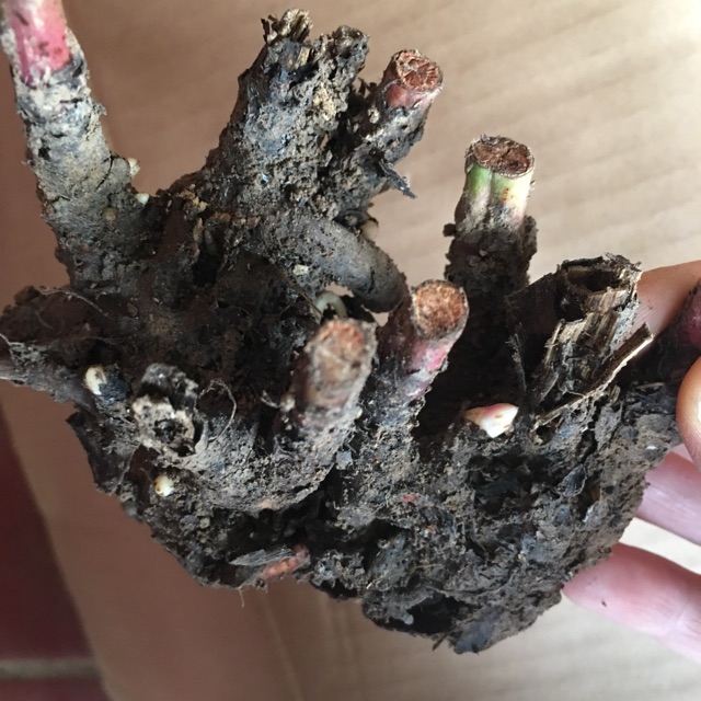 cu-mau-don-1-jpeg-1 Củ hoa mẫu đơn nhiều mầm sẵn đủ màu