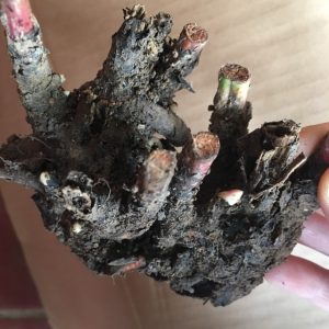 Combo 3 củ hoa mẫu đơn - màu ngẫu nhiên