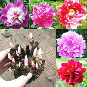 Combo 3 củ giống hoa mẫu đơn đã có 3-6 MẦM SẴN màu ngẫu nhiên