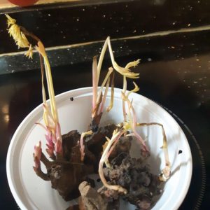 Combo 3 củ hoa mẫu đơn - màu ngẫu nhiên