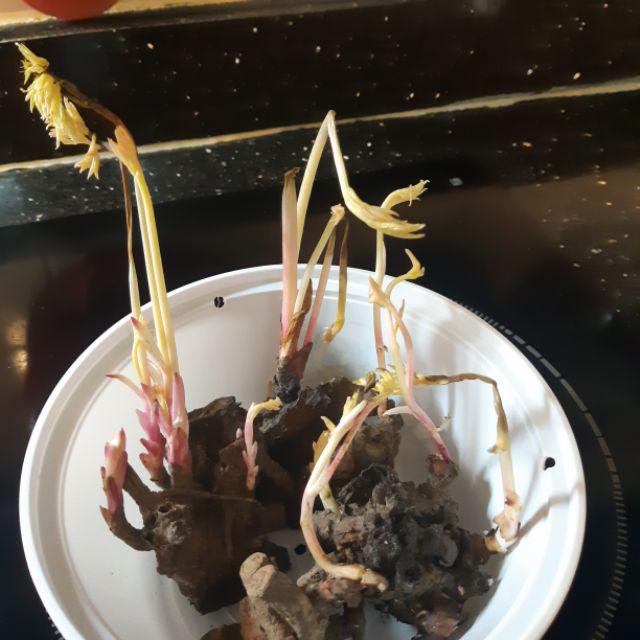 Củ hoa mẫu đơn nhiều mầm sẵn đủ màu