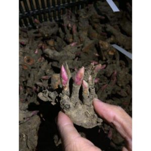 Combo 3 củ hoa mẫu đơn - màu ngẫu nhiên