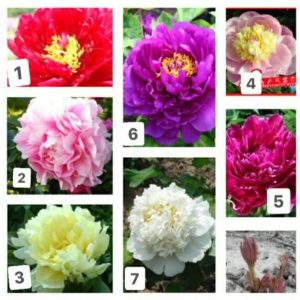 Combo 3 củ hoa mẫu đơn - màu ngẫu nhiên