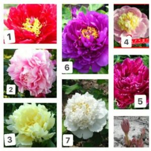 Combo 3 củ giống hoa mẫu đơn đã có 3-6 MẦM SẴN màu ngẫu nhiên