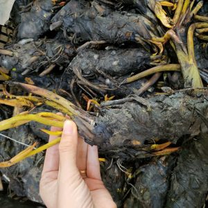 Củ giống Súng Thái mini giao màu ngẫu nhiên, ko lựa màu