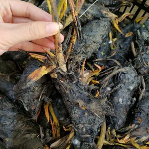 Củ giống Súng Thái mini giao màu ngẫu nhiên, ko lựa màu