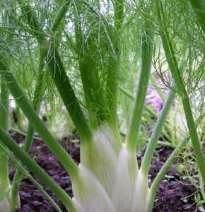 Gói 50  hạt giống Củ Fennel Finnochio