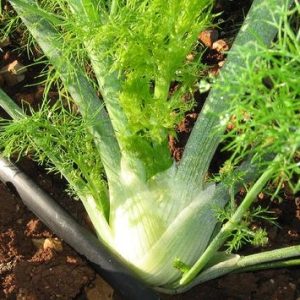 Gói 50  hạt giống Củ Fennel Finnochio