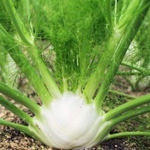 Gói 50  hạt giống Củ Fennel Finnochio