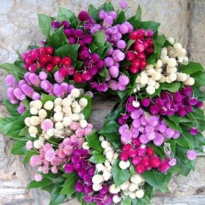 Gói 100 Hạt giống Hoa Cúc Bách Nhật -Hoa nở ngày - NanuSeeds