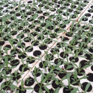 Gói 100 Hạt giống Hoa Cúc Bách Nhật -Hoa nở ngày - NanuSeeds