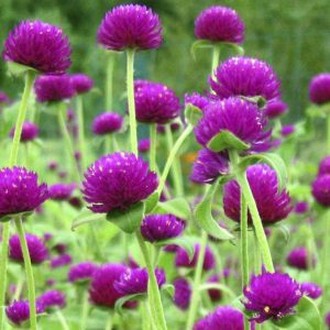 Gói 100 Hạt giống Hoa Cúc Bách Nhật -Hoa nở ngày - NanuSeeds