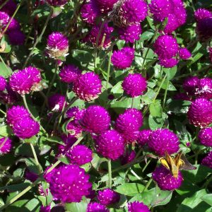 Gói 0.5g hạt giống hoa cúc nút áo (cúc bách nhật) PN-13