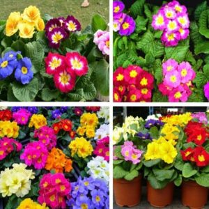 Gói 50 Hạt giống hoa cúc báo xuân nhiều màu