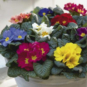 Gói 50 Hạt giống hoa cúc báo xuân nhiều màu