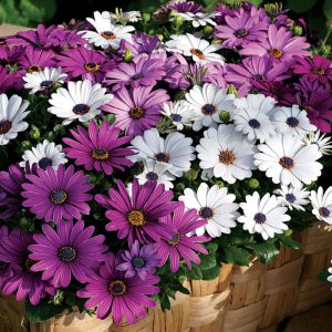 Gói 20 hạt giống cúc Châu Phi - Nanuseeds