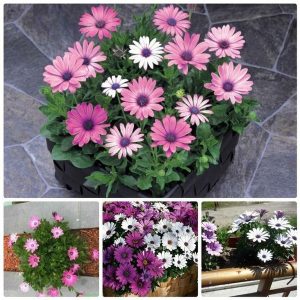 Gói 20 hạt giống cúc Châu Phi - Nanuseeds