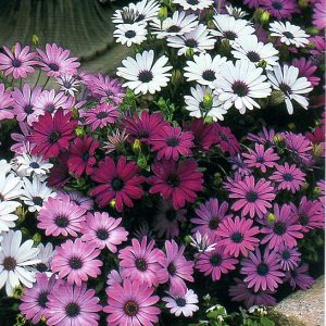 Gói 20 hạt giống cúc Châu Phi - Nanuseeds