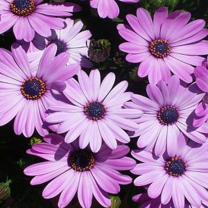 Gói 20 hạt giống cúc Châu Phi - Nanuseeds