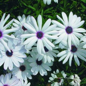 Gói 20 hạt giống cúc Châu Phi - Nanuseeds