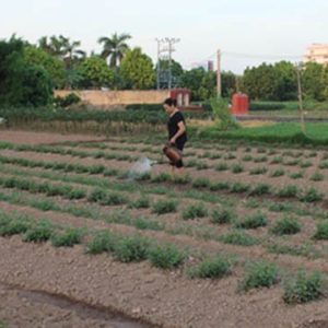 Gói 20 hạt giống cúc Châu Phi - Nanuseeds