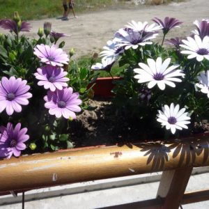 Gói 20 hạt giống cúc Châu Phi - Nanuseeds