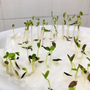 Gói 20 hạt giống cúc Châu Phi - Nanuseeds