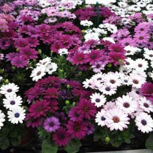 Gói 20 hạt giống cúc Châu Phi - Nanuseeds